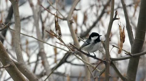 Coal Tit (Periparus ater) singing on a branch of golden chain in early spring Stock Footage