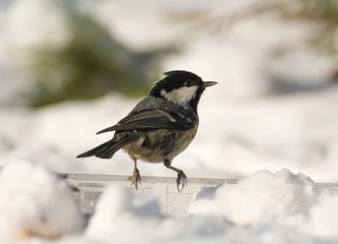 Coal tit Stock Photos