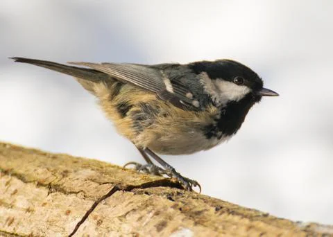 Coal tit Stock Photos