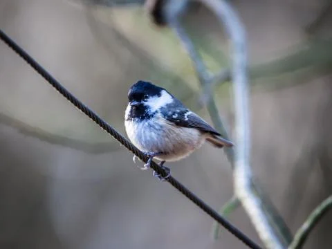 Coal tit Stock Photos