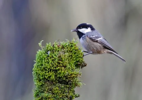 Coal tit Stock Photos