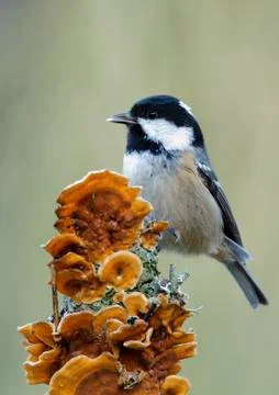Coal tit Stock Photos