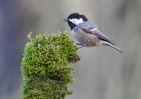 Coal tit Stock Photos