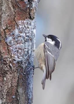 Coal tit Stock Photos