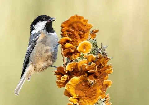 Coal tit Stock Photos