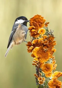Coal tit Stock Photos
