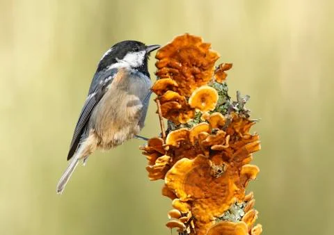 Coal tit Stock Photos