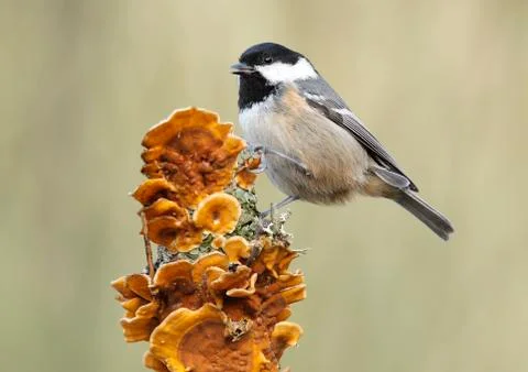 Coal tit Stock Photos