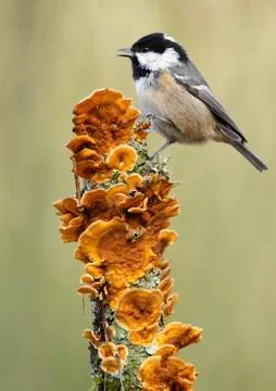 Coal tit Stock Photos