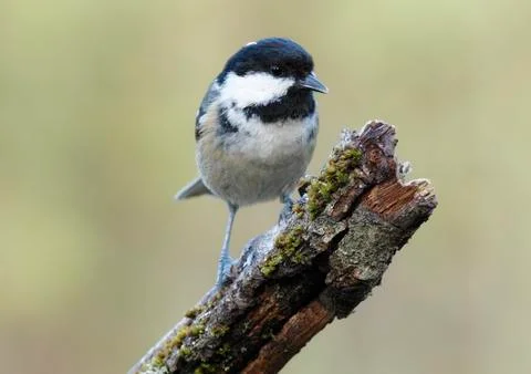 Coal tit Stock Photos