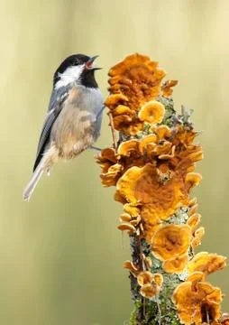 Coal tit Stock Photos