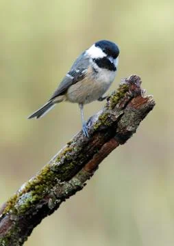 Coal tit Stock Photos