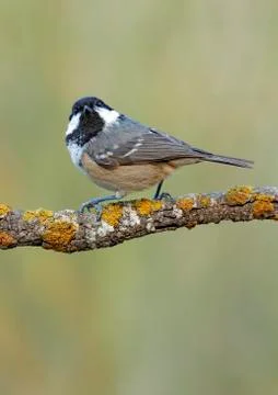 Coal tit Stock Photos