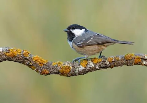 Coal tit Stock Photos