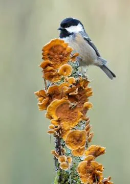 Coal tit Stock Photos