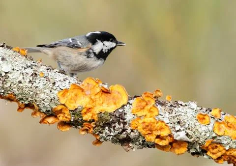 Coal tit Stock Photos