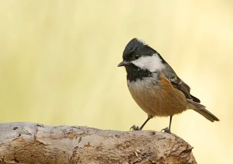Coal tit Stock Photos