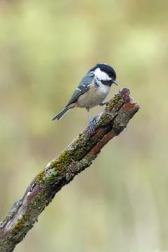 Coal tit Stock Photos