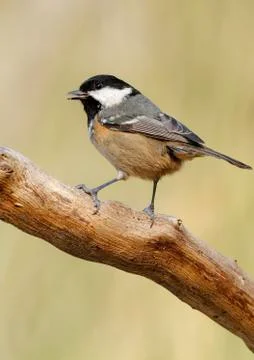 Coal tit Stock Photos