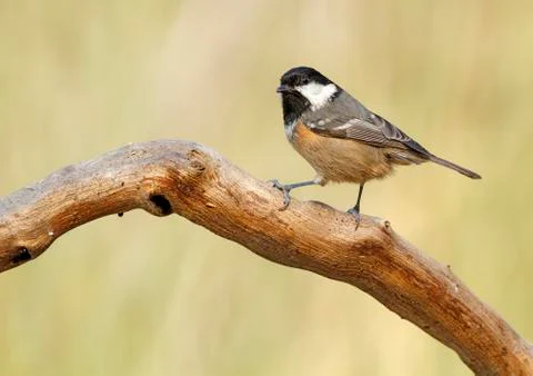 Coal tit Stock Photos