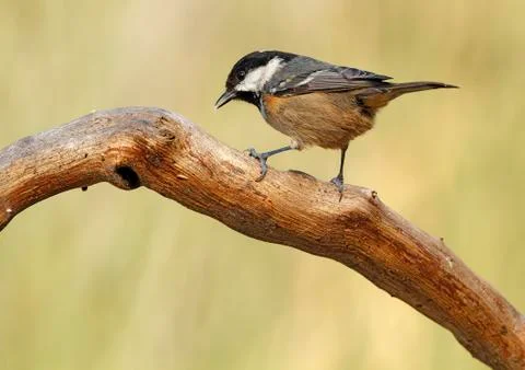 Coal tit Stock Photos