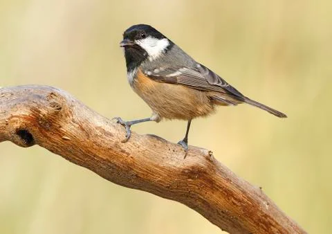 Coal tit Stock Photos