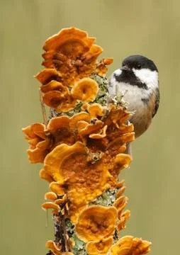 Coal tit Stock Photos