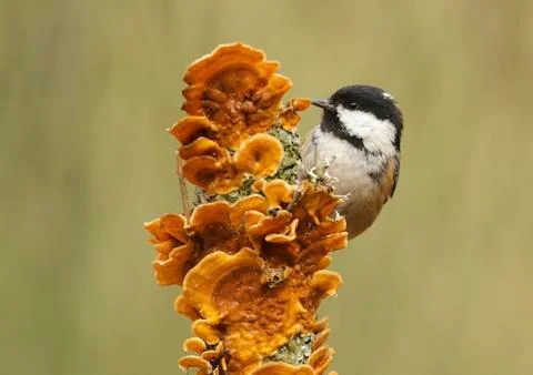Coal tit Stock Photos