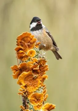 Coal tit Stock Photos