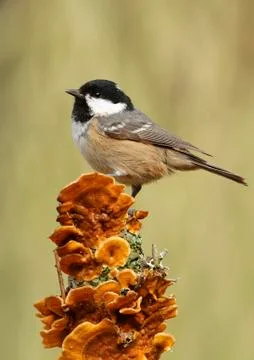 Coal tit Stock Photos