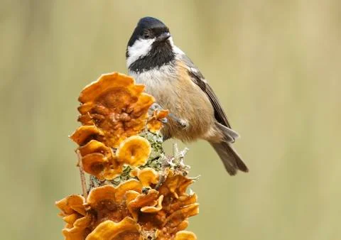 Coal tit Stock Photos