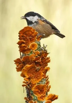 Coal tit Stock Photos