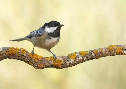 Coal tit Stock Photos