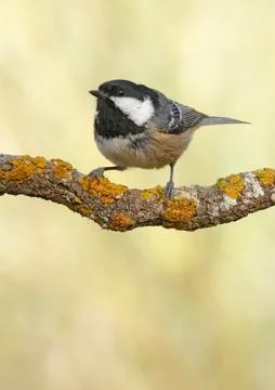 Coal tit Stock Photos