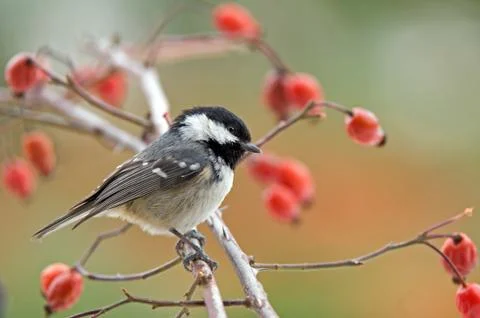 Coal tit Stock Photos