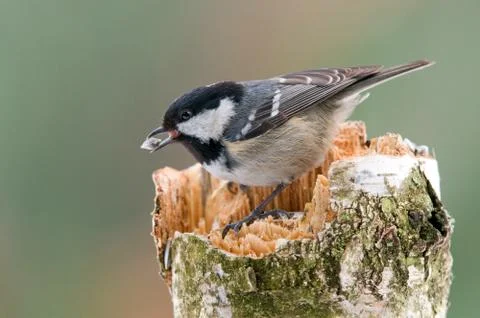 Coal tit Stock Photos