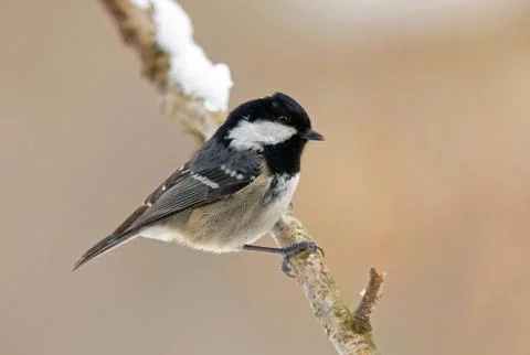 Coal tit Stock Photos