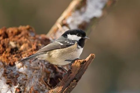 Coal tit Stock Photos