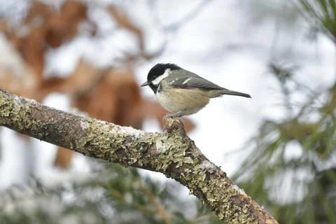 Coal Tit Фото