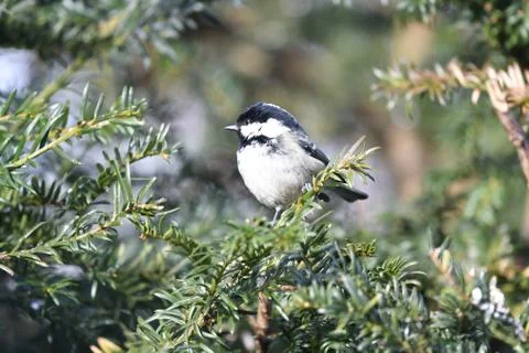 Coal Tit Stock Photos
