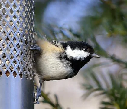 Coal Tit Фото