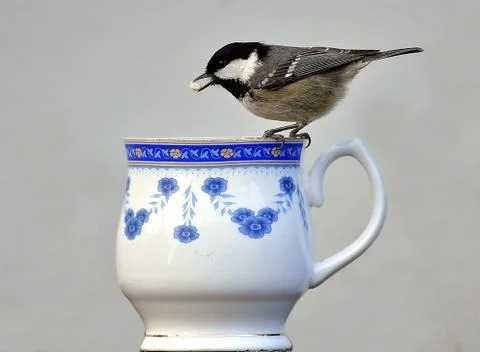 Coal Tit Фото