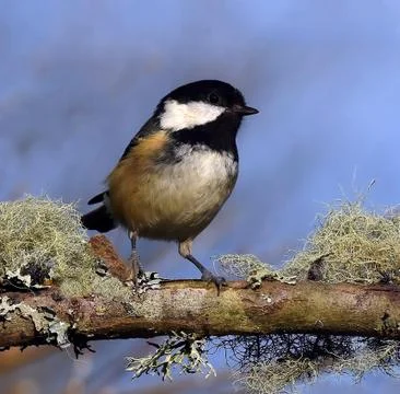 Coal Tit Фото