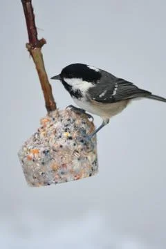 Coal Tit Фото