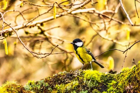 Coal tit. Stock Photos