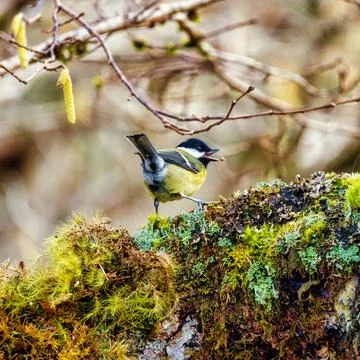Coal tit. Stock Photos
