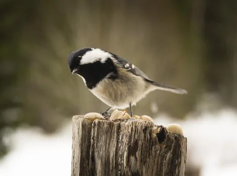 The Coal tit Fotos de archivo