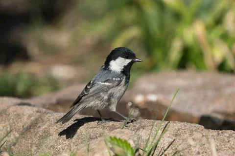 Coal tit side view Stock Photos