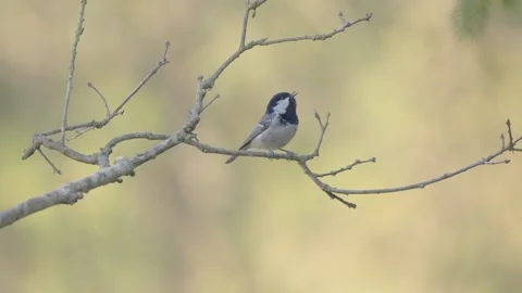 Coal tit singing in spring forest, bird sound and call Stock Footage 344279558