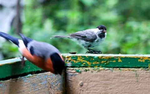 Coal tit sitting on the Board Stock Photos